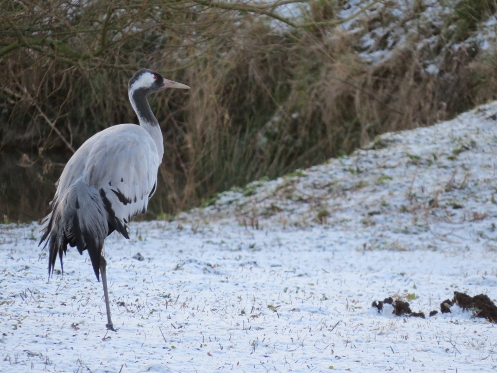 WINTER WWT common crane (1).JPG